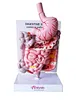 Medical digestive system model